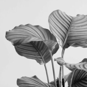 Inner Alignment – a 14 Day Journey To Emotional Clarity